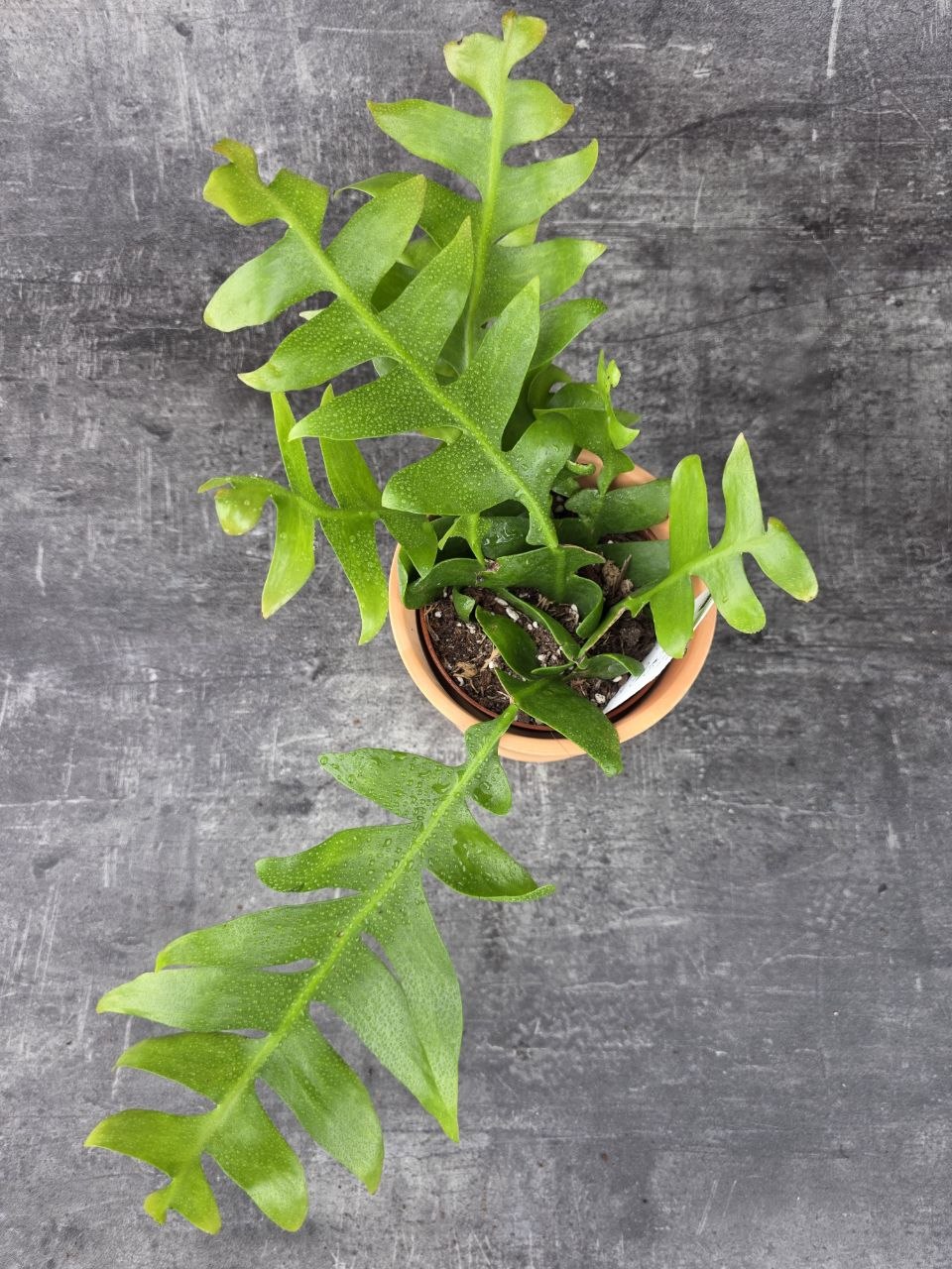 Epiphyllum Chrysocardium 12 cm